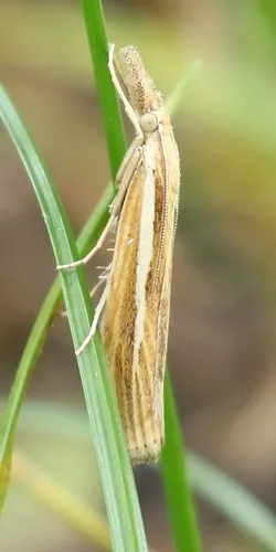 Agriphila tristella - photo 7