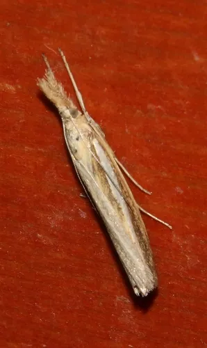 Agriphila tristella - photo 8