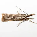 Agriphila undatus - Hodges#5400 - Agriphila undatus