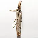 Agriphila undatus - Hodges#5400 - photo 3