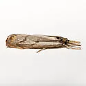 Agriphila undatus - Hodges#5400 - photo 4