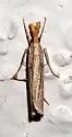 Vagabond Crambus - Hodges#5403
