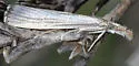 Vagabond Crambus - Hodges#5403 - photo 2