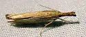 Vagabond Crambus - Hodges#5403 - photo 3