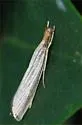 Vagabond Crambus - Hodges#5403 - photo 4