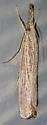 Vagabond Crambus - Hodges#5403 - photo 5