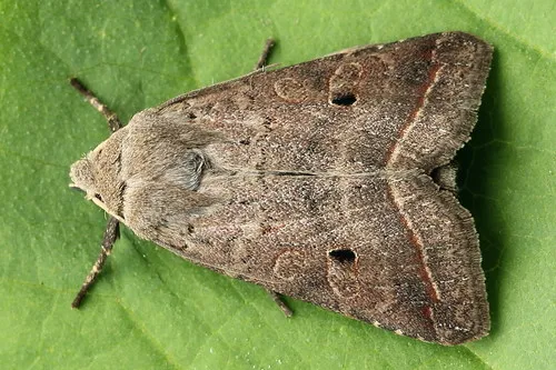 Red-line Quaker - Hodges#9956