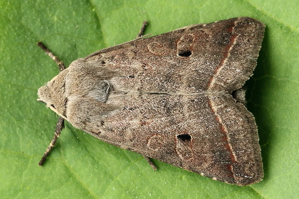 Red-line Quaker - Hodges#9956 - photo 2