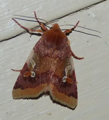 Agrochola pulchella - Hodges#9955