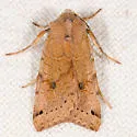 Agrochola purpurea - Hodges#9954