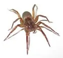 Agroeca limnicunae