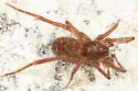 Agroeca limnicunae - photo 2