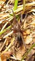 Agroeca limnicunae - photo 3