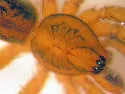 Agroeca limnicunae - photo 4