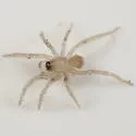 Agroeca limnicunae - photo 5