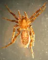 Agroeca minuta