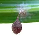 Agroeca pratensis