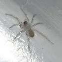 Agroeca pratensis - photo 2