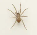 Agroeca pratensis - photo 4