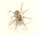 Agroeca pratensis - photo 5