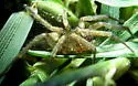 Agroeca trivittata
