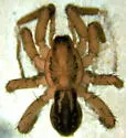 Agroeca trivittata - photo 2