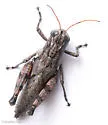 Agroecotettix aristus