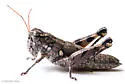 Agroecotettix aristus - photo 2