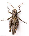 Agroecotettix aristus - photo 3