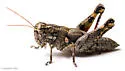 Agroecotettix aristus - photo 4