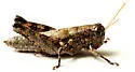 Agroecotettix aristus - photo 5
