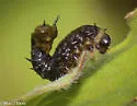 Agroiconota bivittata