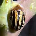 Agroiconota bivittata - photo 2