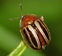 Agroiconota bivittata - photo 4