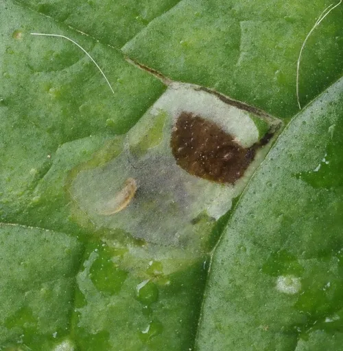 Agromyza abiens/myosotidis/lithospermi agg.