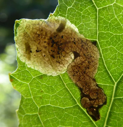 Agromyza albitarsis - Agromyza albitarsis
