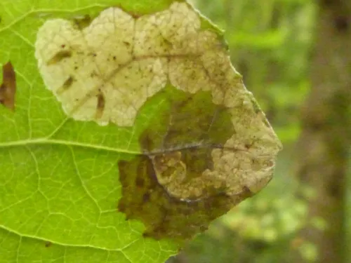 Agromyza albitarsis - photo 2