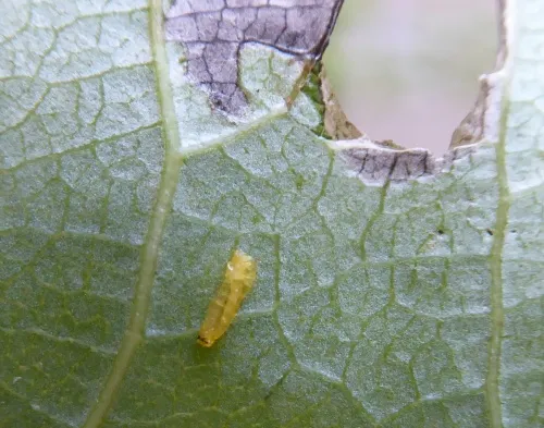 Agromyza albitarsis - photo 3
