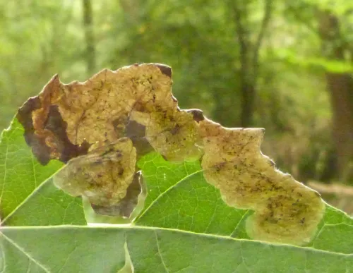 Agromyza albitarsis - photo 4
