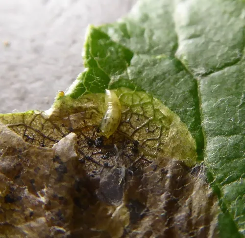 Agromyza albitarsis - photo 5