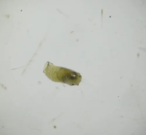Agromyza albitarsis - photo 6