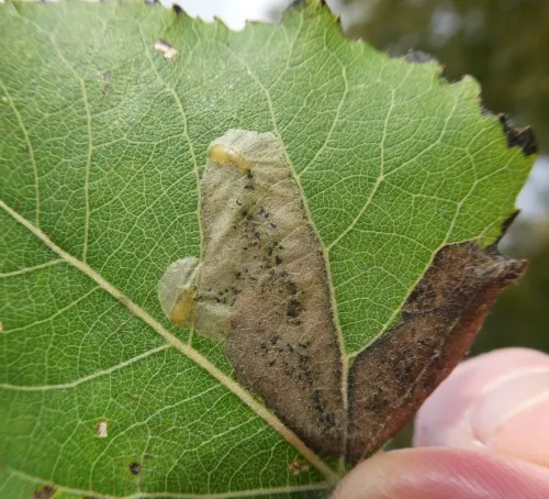 Agromyza albitarsis - photo 7