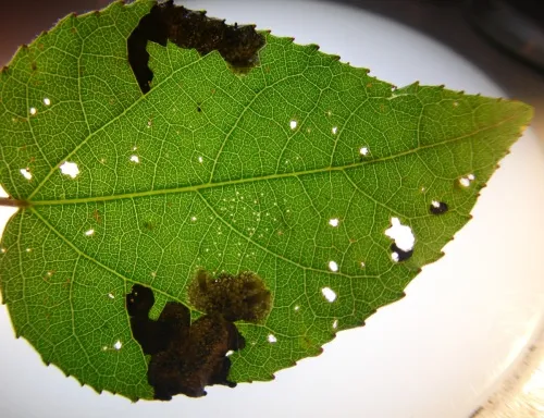 Agromyza albitarsis - photo 8