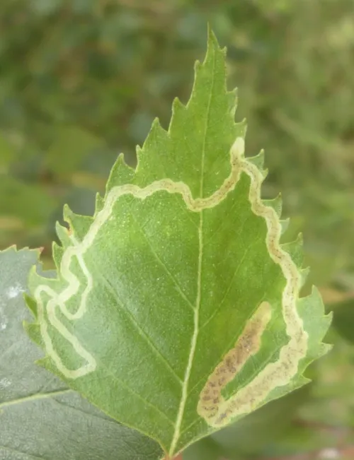 Agromyza alnibetulae