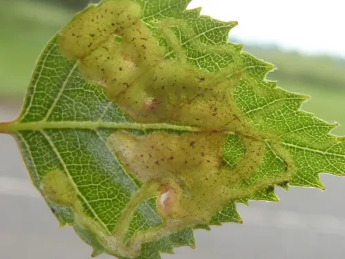 Agromyza alnibetulae - photo 2
