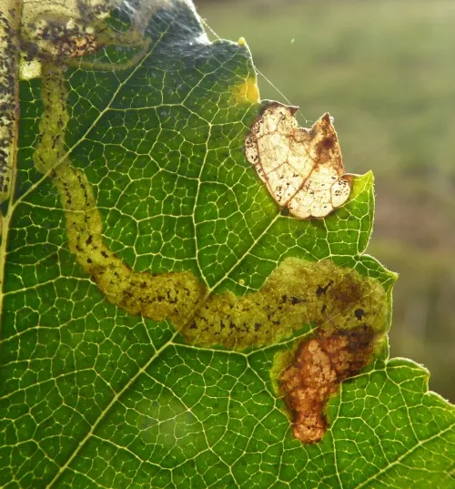 Agromyza alnibetulae - photo 3