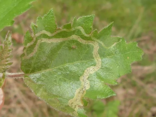 Agromyza alnibetulae - photo 4