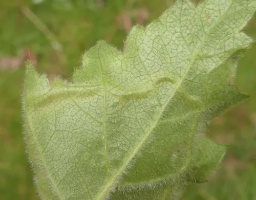 Agromyza alnibetulae - photo 5