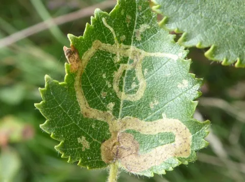 Agromyza alnibetulae - photo 6