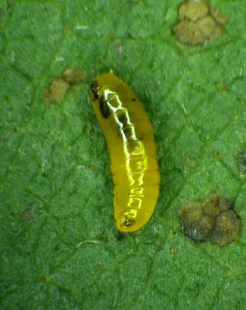 Agromyza alnibetulae - photo 7